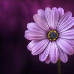 flower-purple-lical-blosso